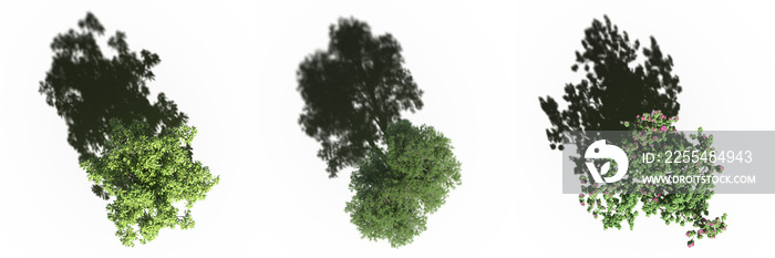 tree with a shadow under it, top view, isolated on white background, 3D illustration, cg render