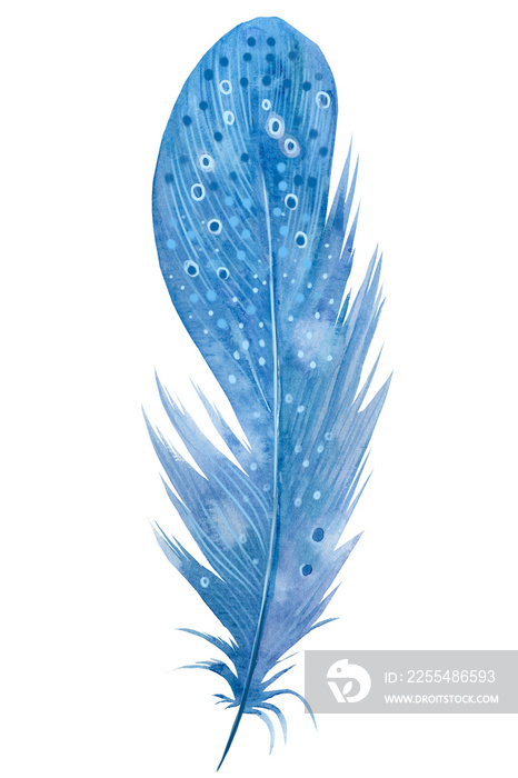 Blue feather on white isolated background, watercolor illustration