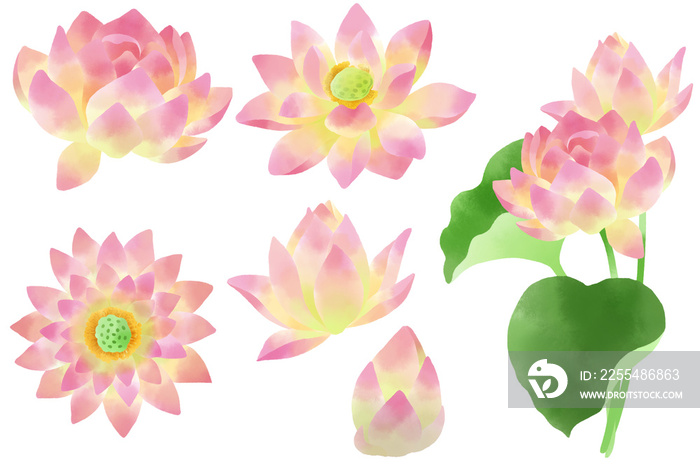 水彩で描いた睡蓮の花のパーツ素材セット／Water lily flower parts material set drawn by watercolor