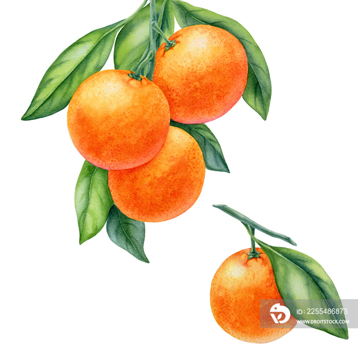 watercolor painting of tangerine fruit on white background