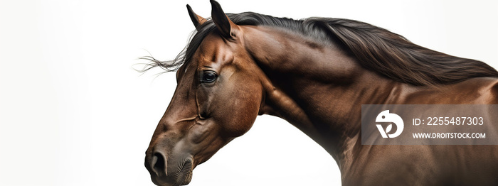 horse, animal, brown, farm, portrait, head, nature, equine, mammal, mane, equestrian, white, stallion, pony, mare, beautiful, field, grass, isolated, pasture, beauty, face, meadow, horses, eye