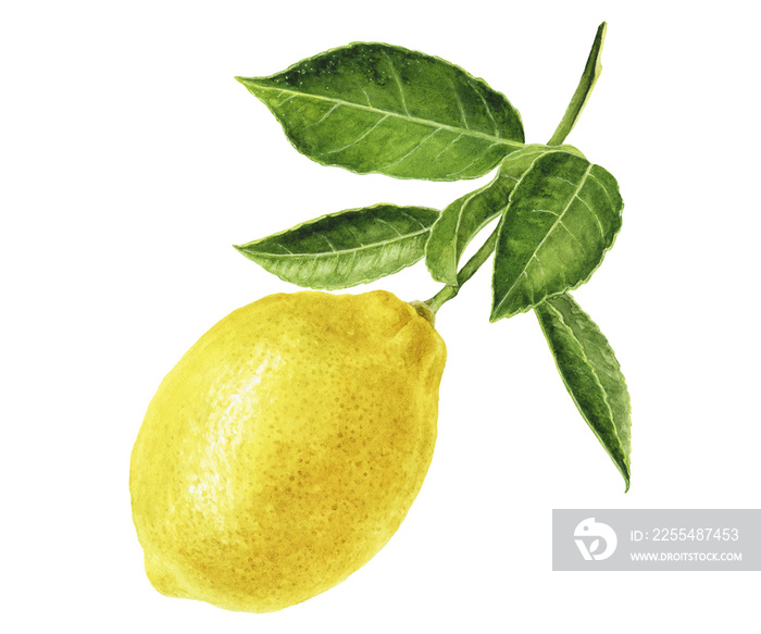 Watercolor painting of lemon isolated on white background, closeup, botanical illustration.