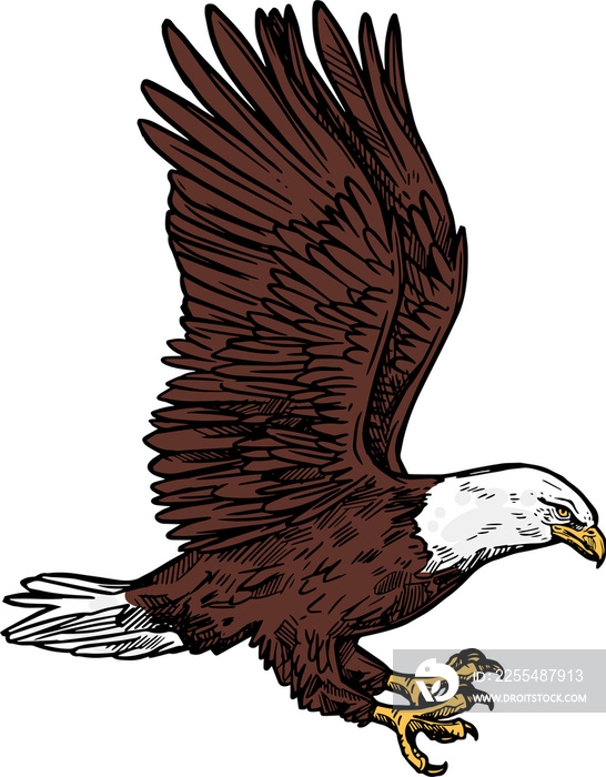 American bald eagle, heraldic white head hawk bird