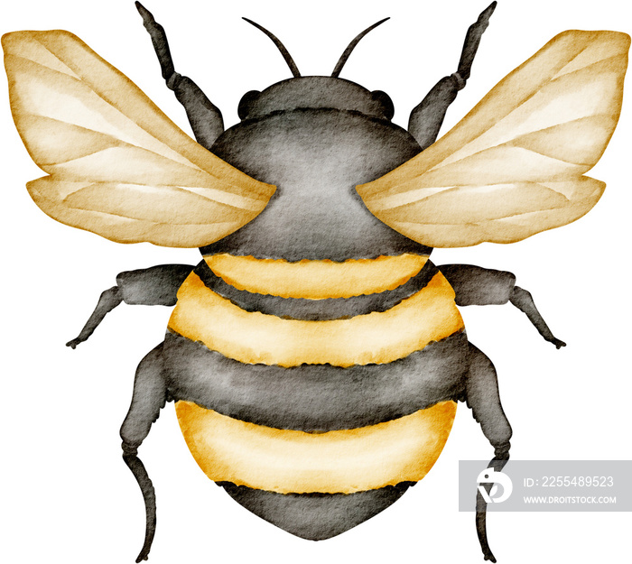 watercolor bee