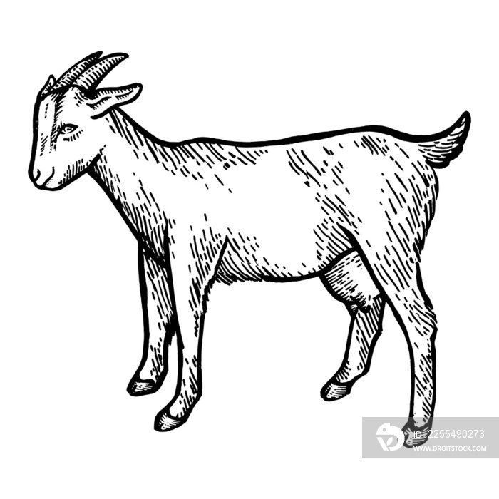 Goat farm animal sketch engraving PNG illustration with transparent background