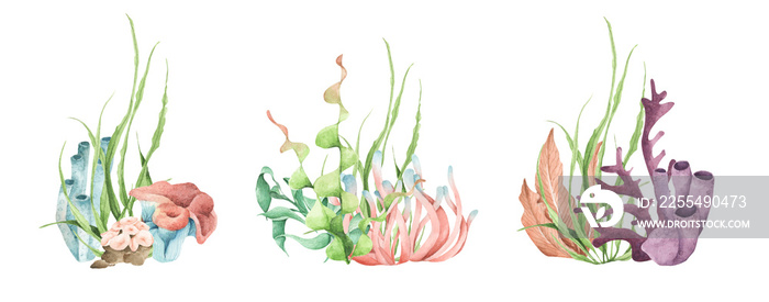 Seaweeds. Underwater ocean plants, sea coral elements. Watercolor illustration.