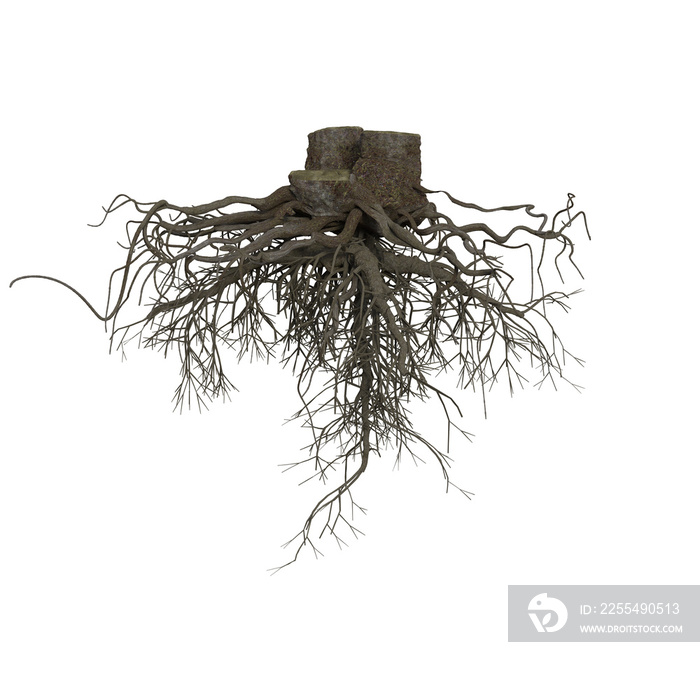 3d rendering old dead tree stump and roots isolated