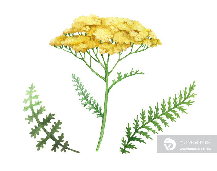 Yarrow yellow flower set. Watercolor illustration. Hand drawn milfoil wild organic herb element collection. Yarrow medical plant. Meadow milfoil yellow natural flower, green leaves. White background