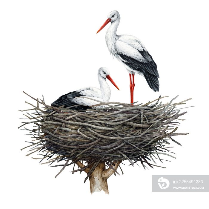 Stork bird couple in the nest. Watercolor illustration. Hand drawn white stork sit and stand in the nest. Nesting storks illustration. Wildlife nature scene.