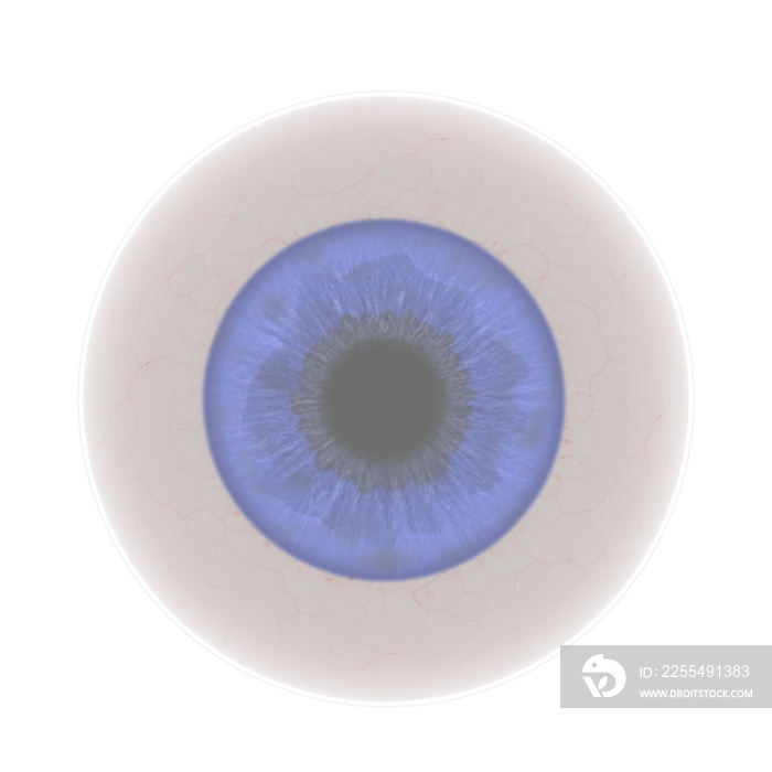 3d rendering illustration of a human eyeball