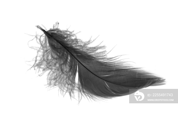 black goose feather on a white isolated background