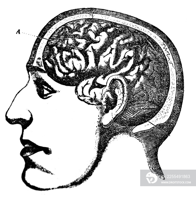 Illustration of face and brain in the head of a man in a cut  in a vintage book Home treatment technique, V. Kaminskiy, 1897