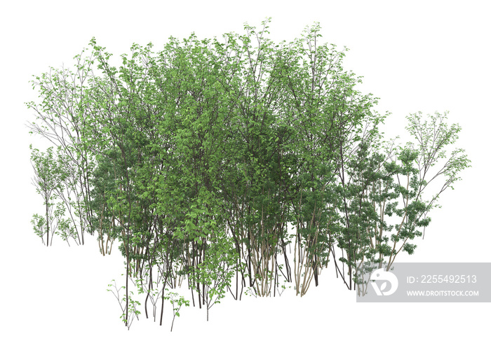 Tall plants on transparent background. 3d rendering - illustration