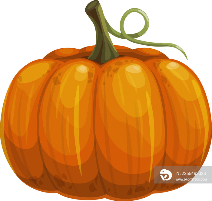 Ripe pumpkin with stem isolated autumn vegetable