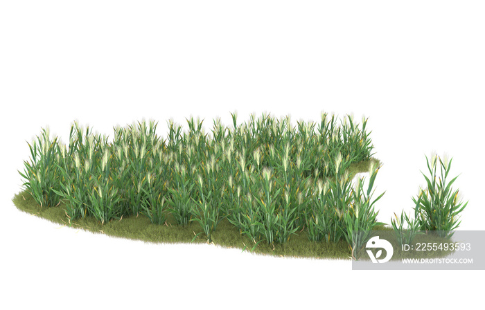 Grass on transparent background. 3d rendering -