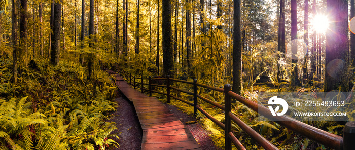 Autumn Color Processed. Lynn Canyon Park, North Vancouver, British Columbia, Canada. Beautiful Wooden Path in the Rainforest during a wet and rainy day with sunny break.