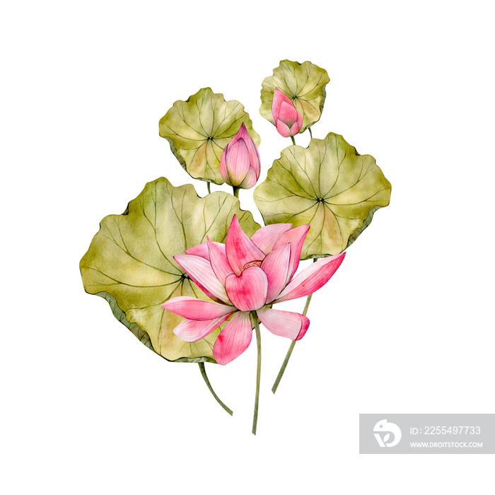 Pink Hand Drawn Watercolor Lotus Flower Illustrations. Watercolour Water Lily Flowers Leaf and Bud isolated on white background. Floral Compositions