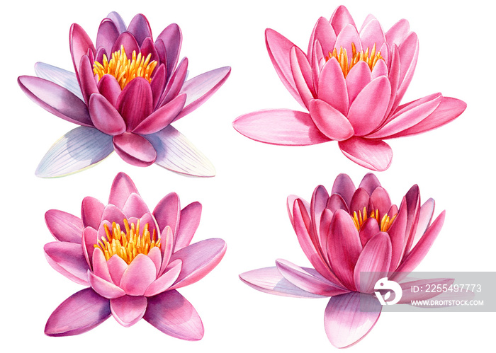 watercolor set of pink flowers, lotuses on a white isolated background, hand drawing, botanical painting, poster