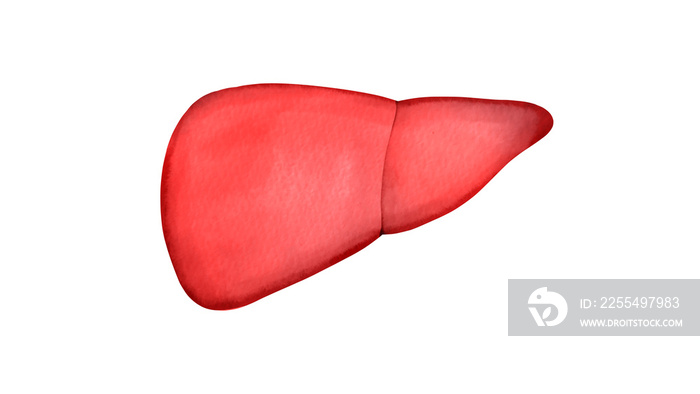 ヒトの肝臓の水彩風イラスト