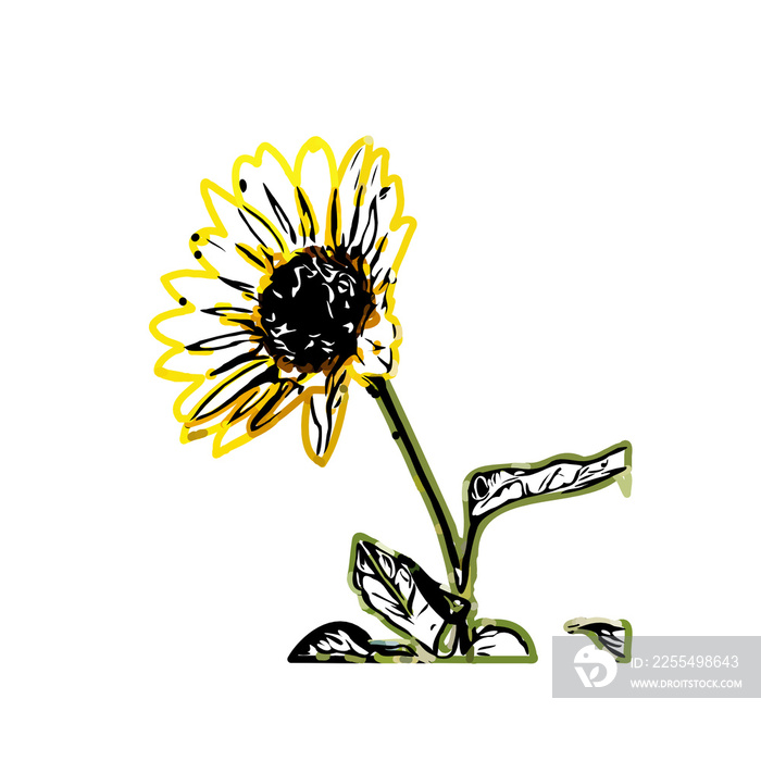 Color sketch of a sunflower with transparent background