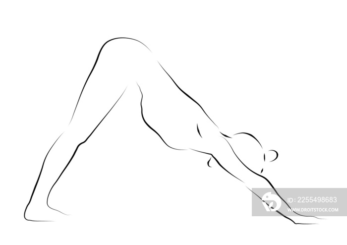 beautiful line drawing of the downward facing dog yoga pose .