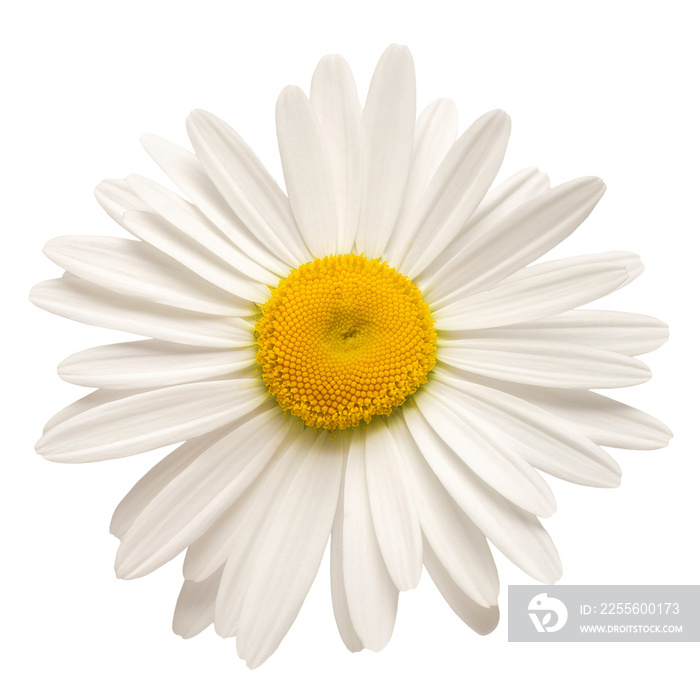 一朵白色雏菊，孤立在白色背景上。平躺，俯视图。花朵图案，实物