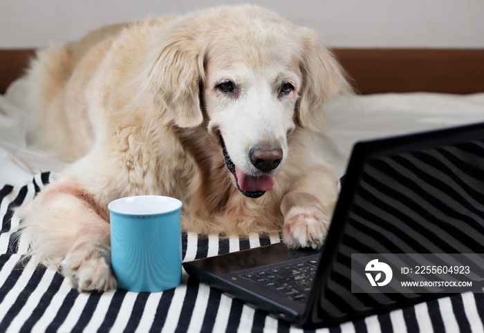 golden retriever dog lying down on stripe cloth with computer laptop and blue cup of coffee , smilin