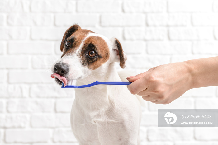 Owner cleaning teeth of cute dog with brush on white background