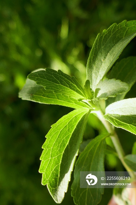 甜叶菊植物。甜叶菊，甜味剂草本植物。蔬菜甜味剂。绿茎甜叶菊