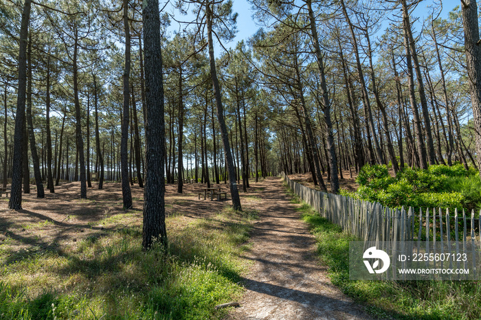 CARCANS (Gironde, France), la forêt des Landes de Gascogne