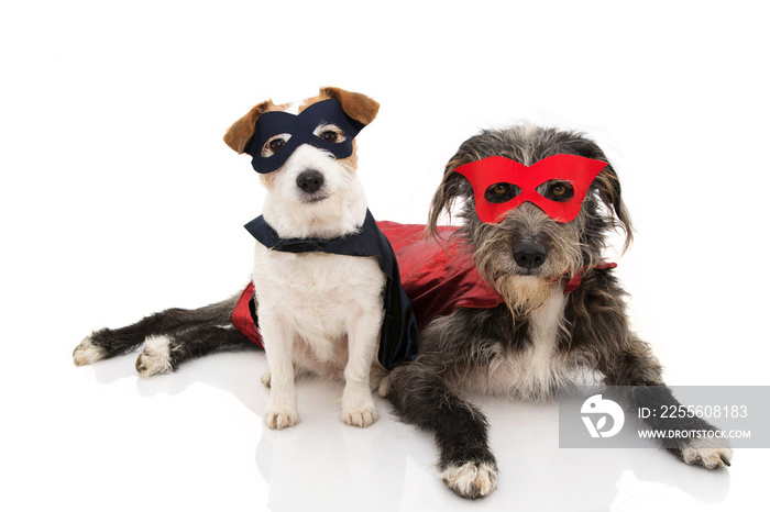 TWO DOGS SUPER HERO COSTUME. JACK RUSSELL AND PUREBRED WEARING A RED AND BLUE MASK AND A CAPE.  CARN