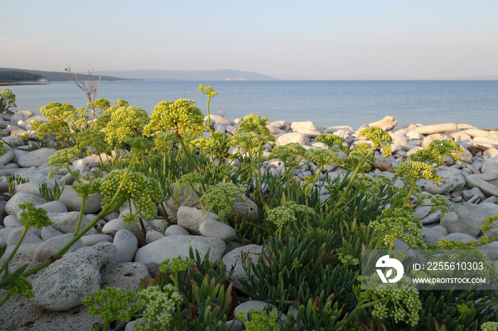 MEERFENCHEL . ROCK SAMPHIRE . Crithmum maritimum