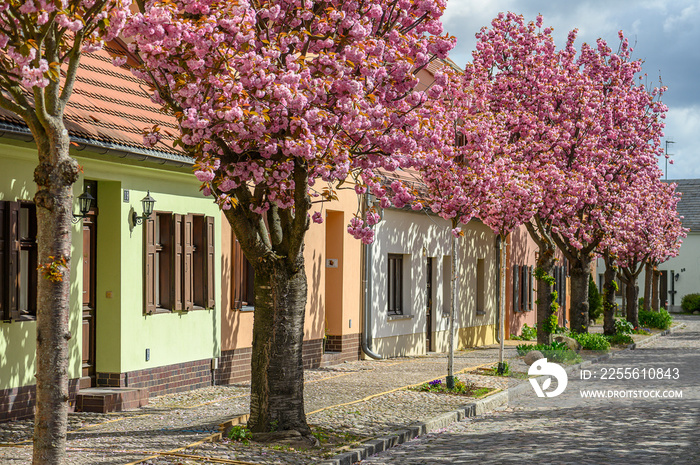 Baumblüte in Werder Havel