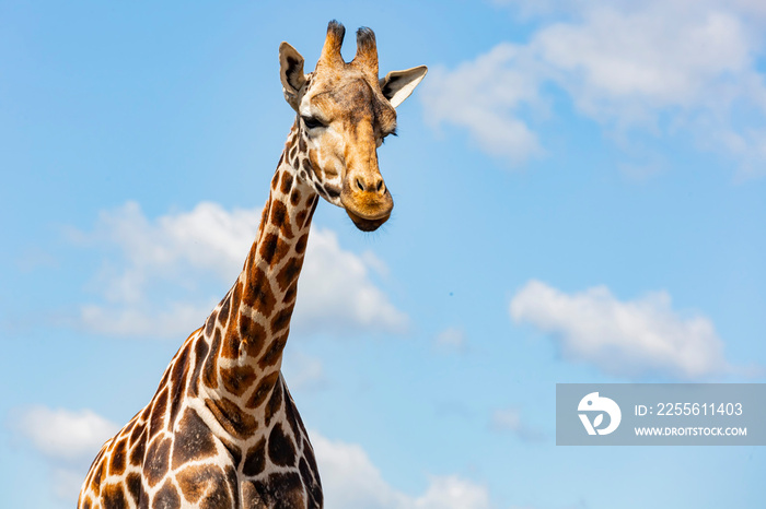 Close up shot of Giraffe walking in the beautiful West Midland Safari Park