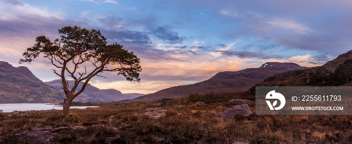 苏格兰高地Wester Ross Maree湖岸边一棵孤独的苏格兰松树上的日落