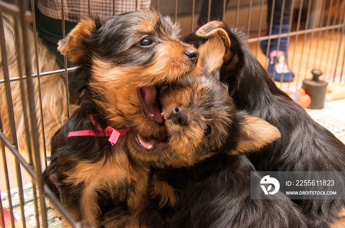 Little Australian Silky Terrier puppies play, fight and bite.