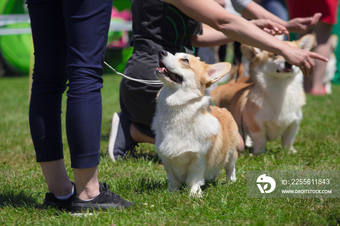 柯基犬秀