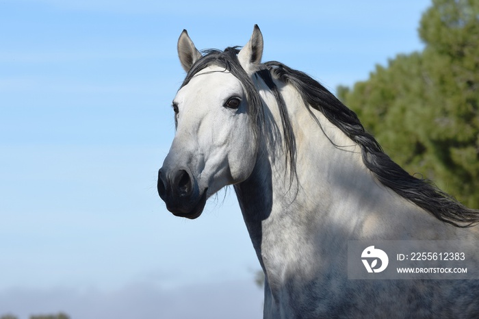 caballo español