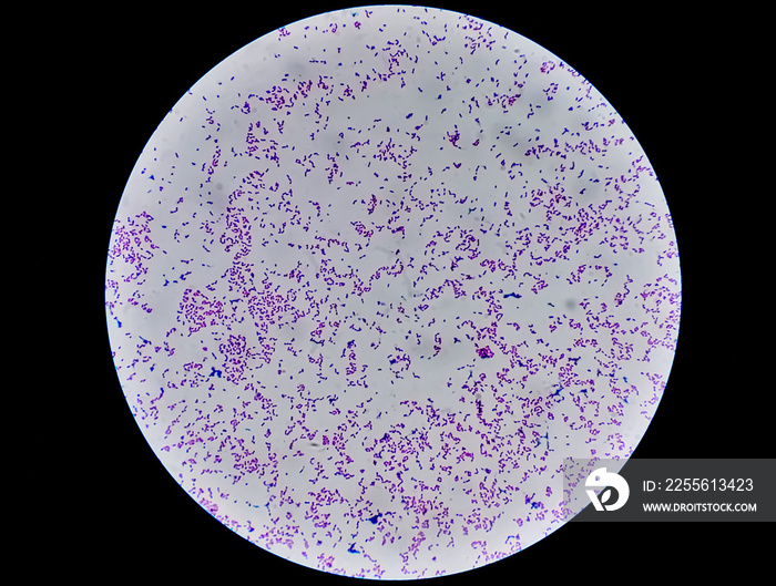 Escherichia coli bacterium, E.coli, gram-negative rod-shaped bacteria.