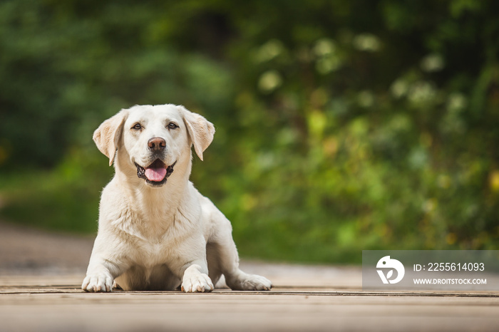 Cream Labrador Retriever portrait