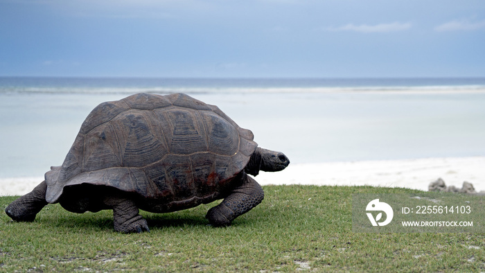 Aldabra Giant Tortoises