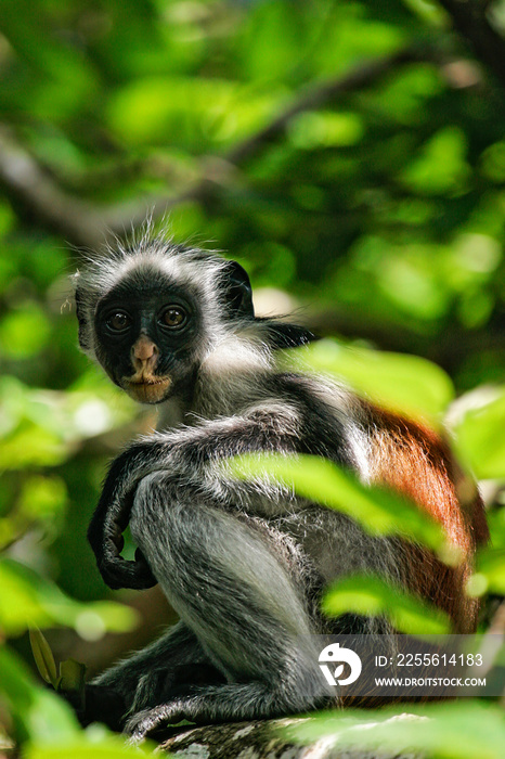 Zanzibar Red Colobus (Piliocolobus kirkii), Jozani Chwaka Bay National Park, Zanzibar, Tanzania