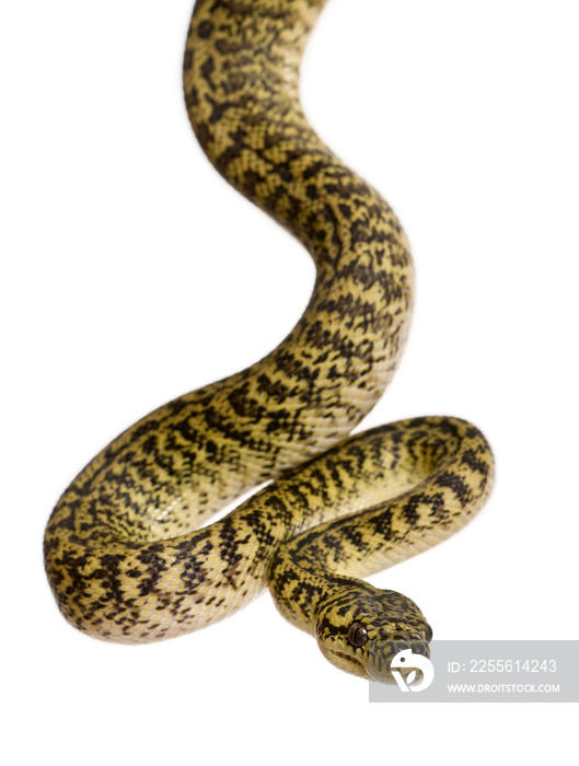 Morelia spilota variegata，蟒蛇的一个亚种，背景为白色