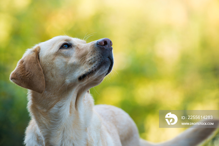 拉布拉多寻回犬抬头看