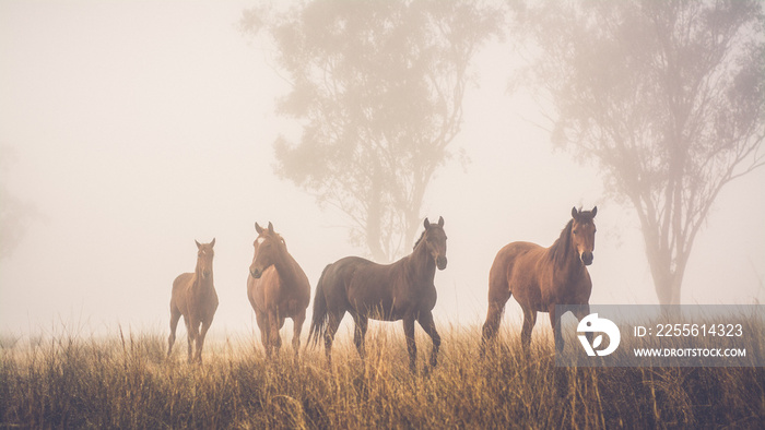 horses in the field