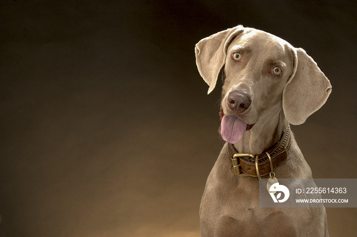 cachorro com coleira no estúdio, raça Weimaraner, animais de estimação, setor de pets