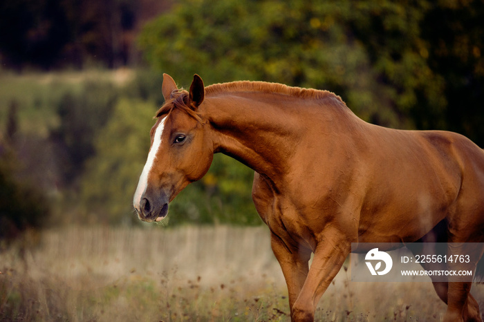 Brown horse standing in high grass in forest by sunset with dark green background