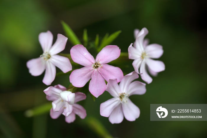 普通皂草（Saponaria officinalis）