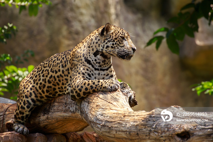 Jaguar on a branch.