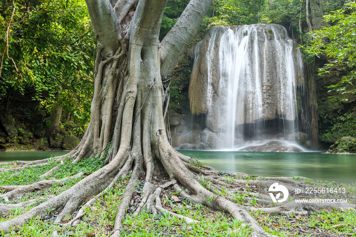 Roots of big tree with waterfall background